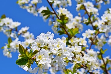Beautiful cherry blossoms in the garden.