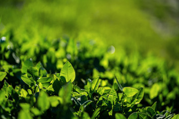 closeup green gass background in sring or summer under sun