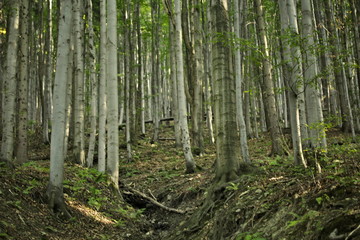 Beech forest in summer time