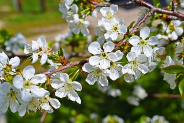 Beautiful cherry blossoms in the garden.
