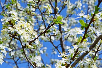 Beautiful cherry blossoms in the garden.