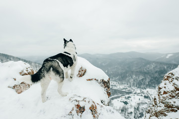 husky dogs in winter park In Russia, Siberia
