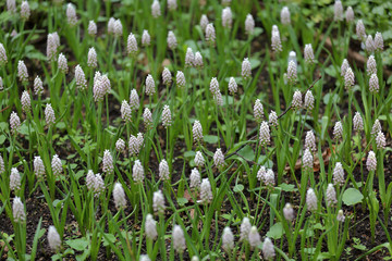 Obraz premium Bright spring flower bloomed in a botanical garden