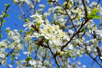 Beautiful cherry blossoms in the garden.