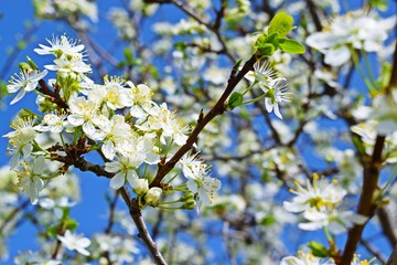 Beautiful cherry blossoms in the garden.