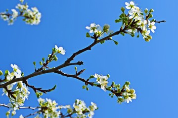 Beautiful cherry blossoms in the garden.