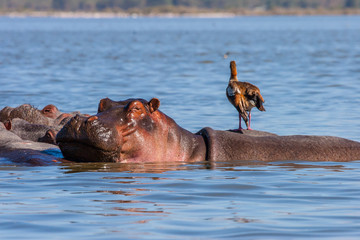 Kenya. Africa. Lake Naivasha in Kenya . Egyptian goose stands on the back of a hippo submerged...