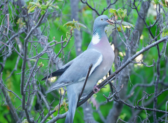 pigeon sitting on a tree