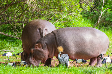 Kenya. Africa. Behemoths. African hippos eat grass among birds. Safari. Wild animals of Kenya. Wildlife Africa.