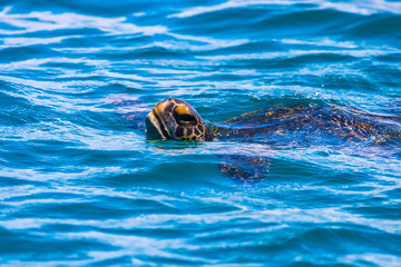Galapagos islands. Ecuador. Galapagos turtle swims on the water surface. Bartolome island animals....