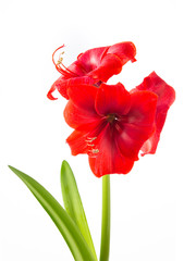 Beautiful Red Amaryllis in Full Bloom