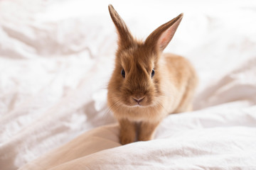 Obraz premium Close up Baby adorable rabbit on white background. Young cute red bunny sitting on white bed. Lovely pet with fluffy hair. Easter bunny concept
