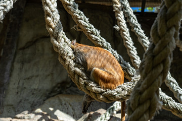 Patas Monkey (Erythrocebus patas) in Barcelona Zoo