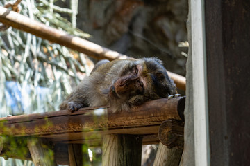 Barbary Macaque (Macaca sylvanus) in Barcelona Zoo