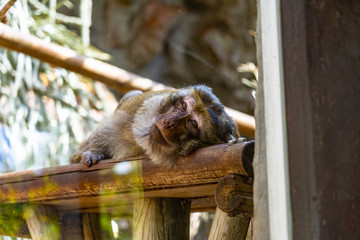 Barbary Macaque (Macaca sylvanus) in Barcelona Zoo