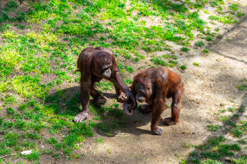 Bornean Orangutan (Pongo pygmaeus) in Barcelona Zoo