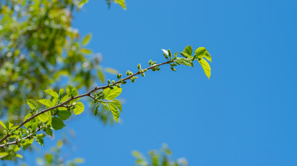 Young Branch of Mulberry Tree