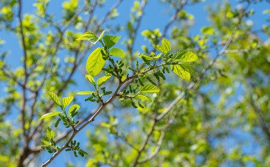 Branch of Mulberry Tree