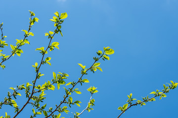 Mulberry Tree Blossom