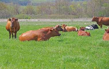 Naklejka na ściany i meble cows on a green meadow