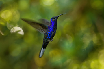 Violet Sabrewing - Campylopterus hemileucurus large flying hummingbird native to southern Mexico and Central America as far as Costa Rica and Panama