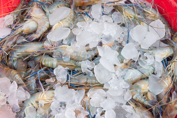 Raw fresh Shrimp, prawn on ice sell in market