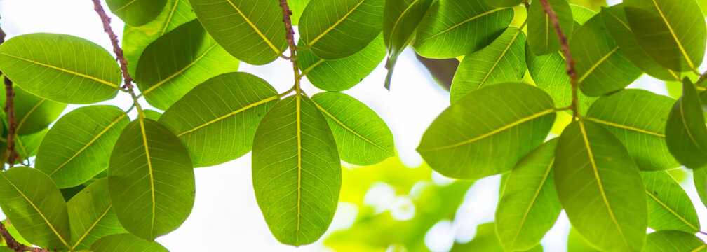 Backlit tree leaves in home flower garden on sunny day with white background.