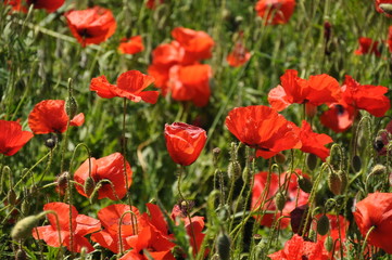 Obraz premium campo tulipani