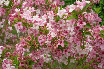 Flower garden,flower bouquets,Close-up.  