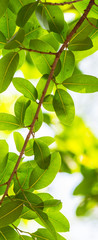 Backlit tree leaves in home flower garden on sunny day with white background.