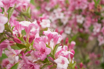 pink flowers in the garden