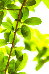 Backlit tree leaves in home flower garden on sunny day with white background.