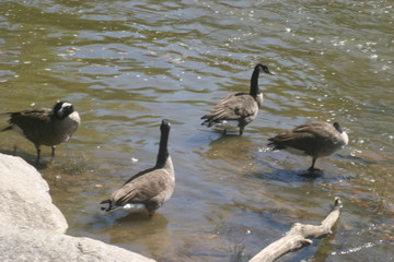 canadian goose and goslings