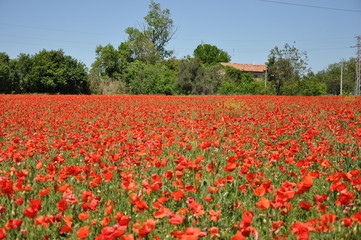 campo tulipani
