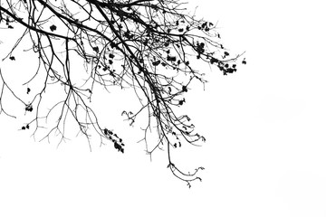 Dead branches , Silhouette dead tree or dry tree on white background with clipping path.