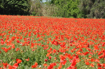 Fototapeta na wymiar campo tulipani