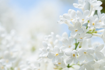 White Spring Flowers Background