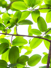 Backlit tree leaves in home flower garden on sunny day with white background.