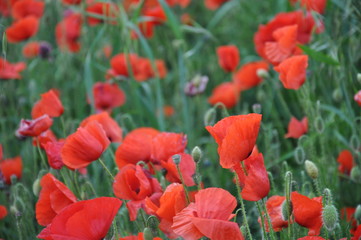 Obraz premium pole tulipanów