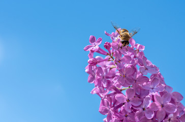 Honey Bee on Purple Lilacs and Blue Sky Background