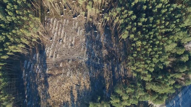 Illegal deforestation, logging of pine forest. Destruction of trees. The environment natural resources. Environmental degradation. Aerial survey view- flight of drone 