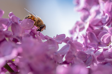 Bee on Purple Flowers Close up