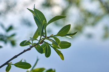 nature green wood sunlight backgrounds.