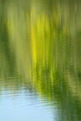 Po river water with slime and plants.