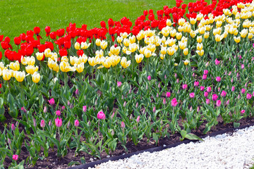 Flower bed with colorful tulips: red, white, pink, yellow. Bright fresh flowers, green grass and white stones. Spring nature background for card design or web banner. Beautiful bouquet.