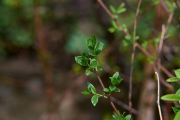 The first spring shoots and flower buds on trees in the forest. The beginning of spring. Shallow depth of field, blurred natural background