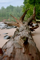 Driftwood on Beach on Apostle Islands in Northern Wisconsin on Lake Superior