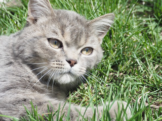 Naklejka na ściany i meble Gray sad cat lies on the green grass...