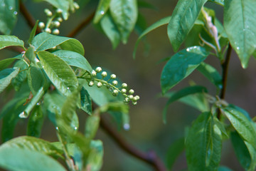 The first spring shoots and flower buds on trees in the forest. The beginning of spring. Shallow depth of field, blurred natural background
