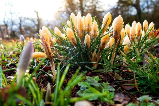 Yellow crocuses with rain drops